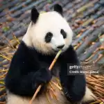 缩略图–成都 2 天一夜旅游攻略完全指南–青年旅游