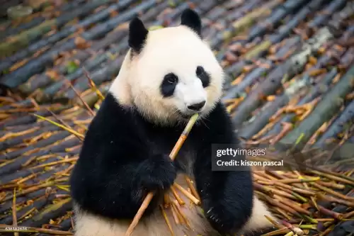 成都 2 天一夜旅游攻略完全指南