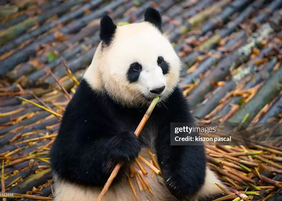 缩略图–成都 2 天一夜旅游攻略完全指南–青年旅游